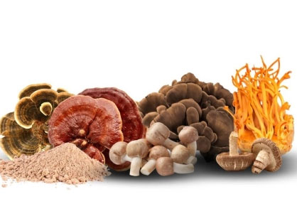 Mushroom Extracts