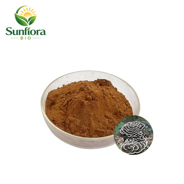 Turkey Tail Mushroom Extract/Coriolus Versicolor Extract Powder