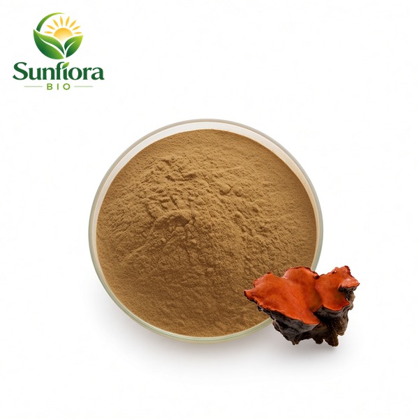 Antrodia Camphorata Extract Powder