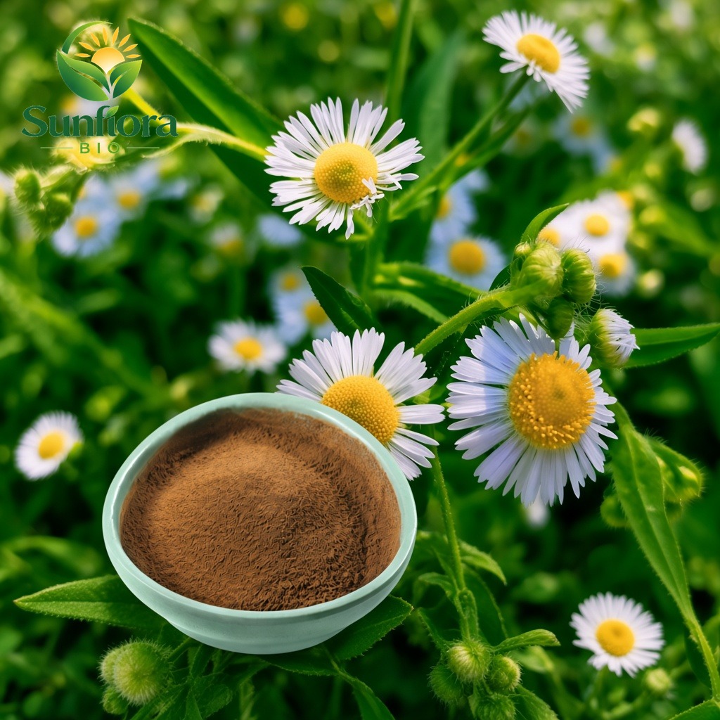 Chamomile Extract