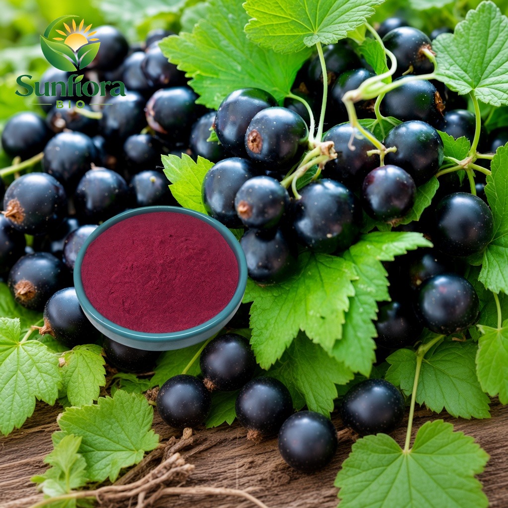 Organic Blackcurrant Powder