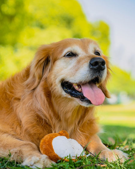 Animal Nutrition